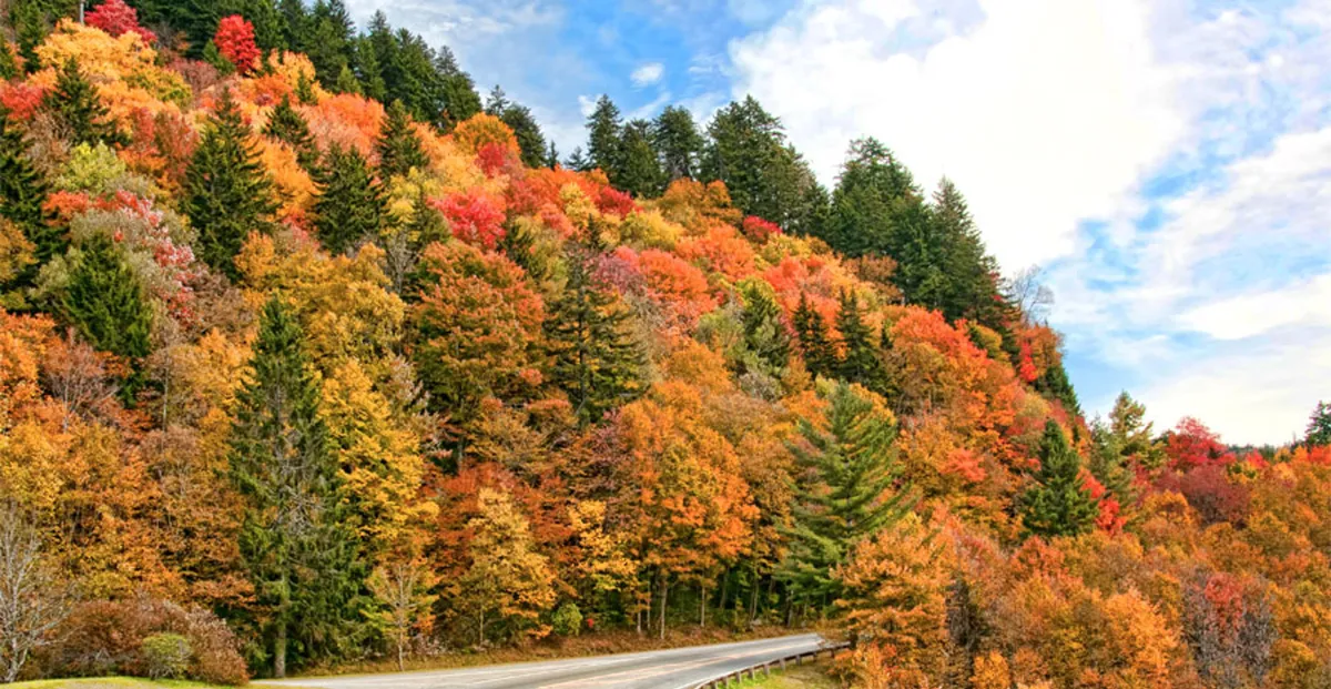 A vibrant view of colorful autumn foliage lining a winding road under a clear blue sky, inviting scenic drives and nature walks. The expansive landscape captures the essence of the Smoky Mountains in the fall, with a road that seems to lead directly into the heart of the park.